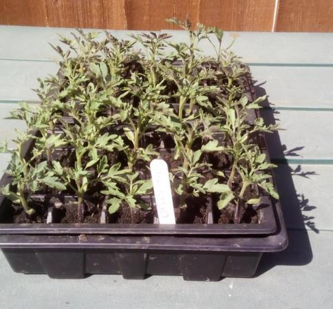 Image 2 of 5 x Cherry Tomato Plants £3 or 10 plants £5