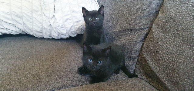 Image 2 of 7 kittens, why don't people want black cats?