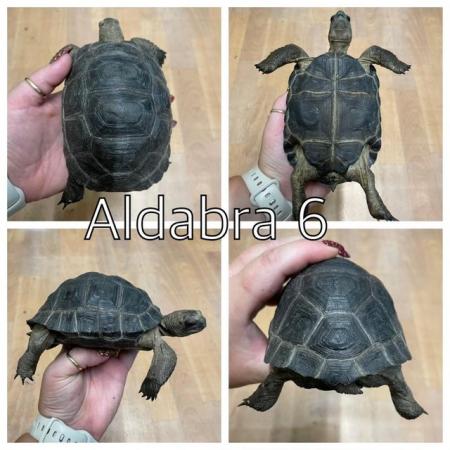 Image 6 of Aldabra tortoises now ready to leave at urban exotics