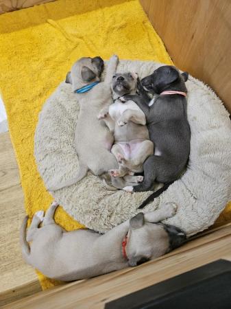 Image 6 of READY TO LEAVE Blue Kc registered whippet pups