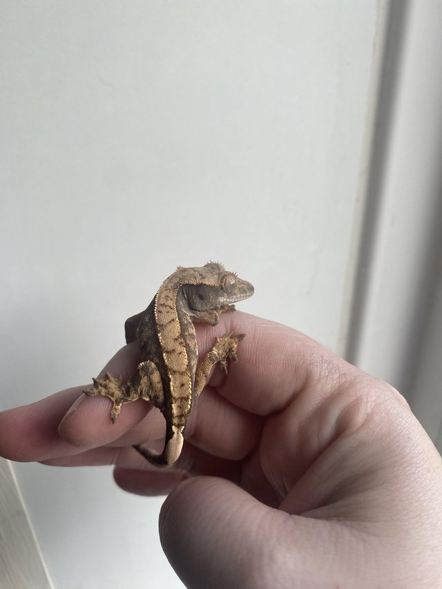 Preview of the first image of Extreme Harlequin Baby Crested Gecko - High End.