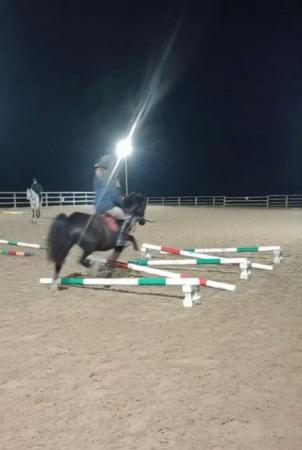 Image 15 of 12.2 section C gelding - super fun, INC tack and wardrobe
