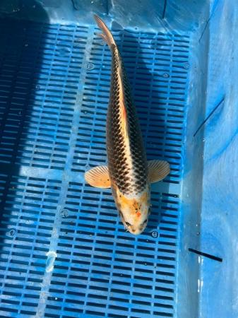 Image 2 of Koi carp pond fish from 28cm to 60cm