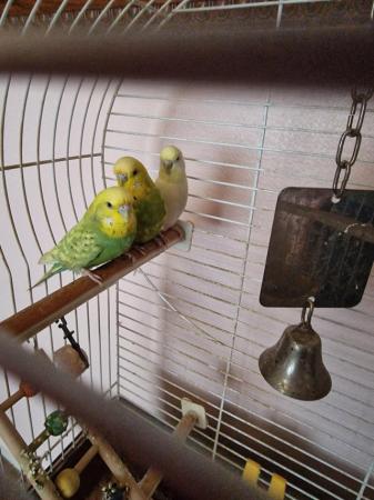 Image 5 of Three budgies with cage