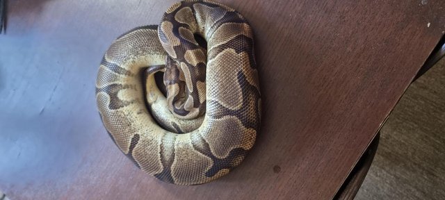 Image 14 of Full collection of ball pythons and racking