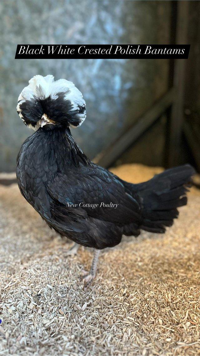 Preview of the first image of Polish bantam hens in a range of colours.
