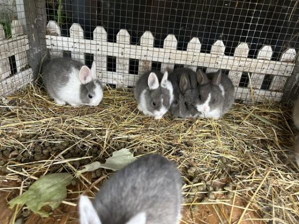 Image 1 of 6 baby rabbits ready to leave on the 24th June