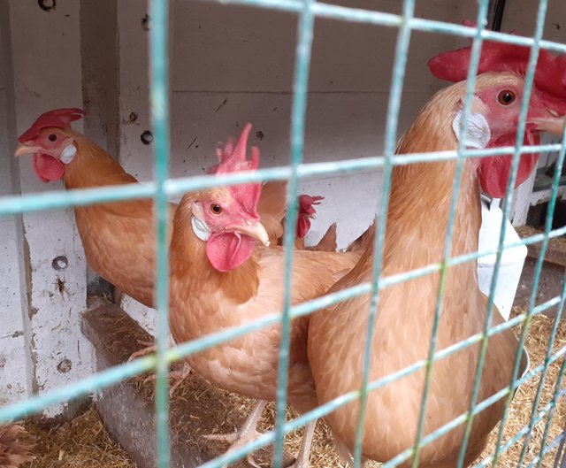 Preview of the first image of Pure bred buff leghorn bantams.