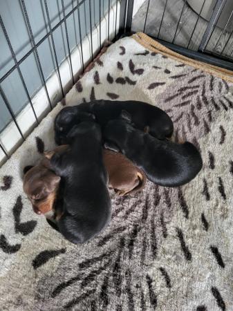 Image 3 of 2 miniature dachshunds available