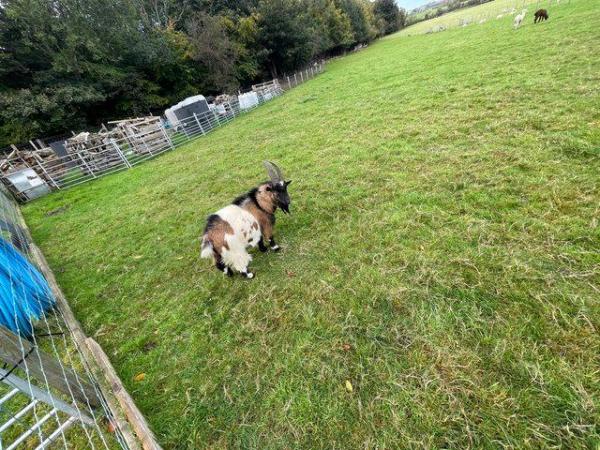 Image 3 of Pygmy Goat Billy for sale 18 months old