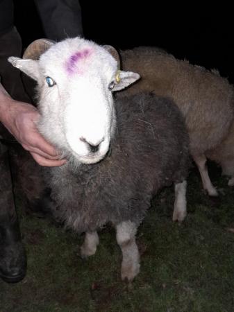 Image 1 of Herdwick ram lamb looking for a new home