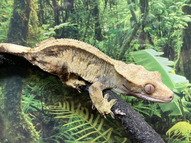 Preview of the first image of Adult female harlequin crested gecko.