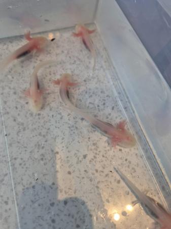 Image 2 of Almost three month old axolotls for sale