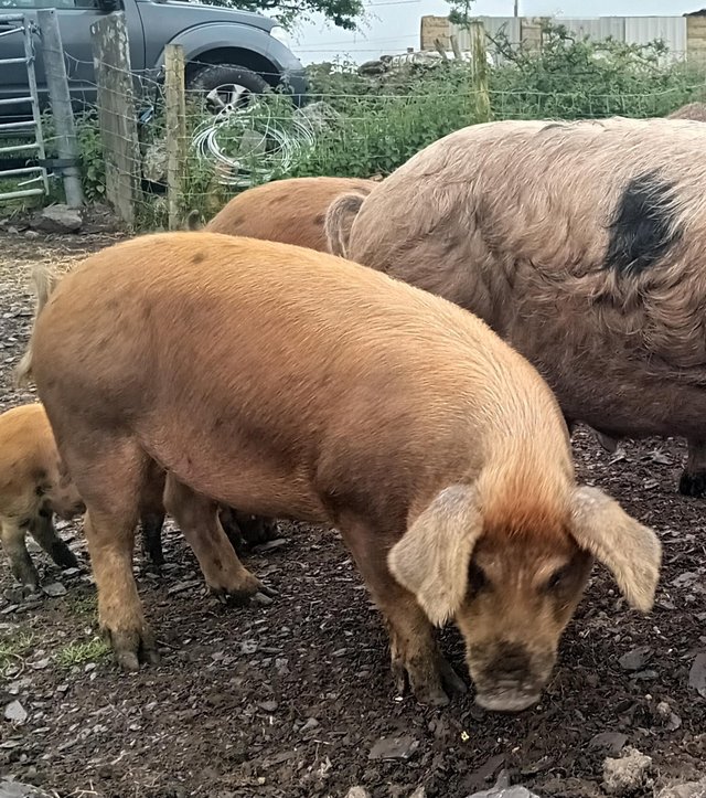 Preview of the first image of 11 month old duroc x oldspot gilt.