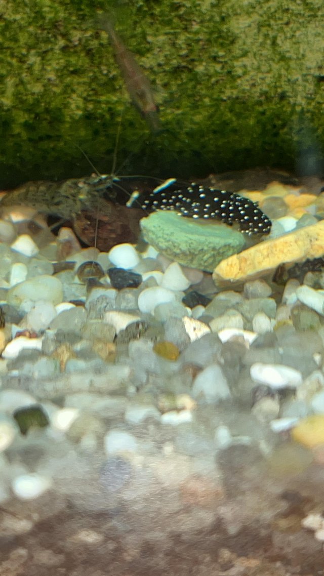 Preview of the first image of L181 Peppermint bristle nose Plecos. 1”. £15.