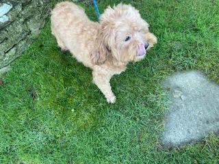 Image 3 of BELLA - ADULT CAVAPOO GIRL LOOKING FOR HER RETIREMENT HOME