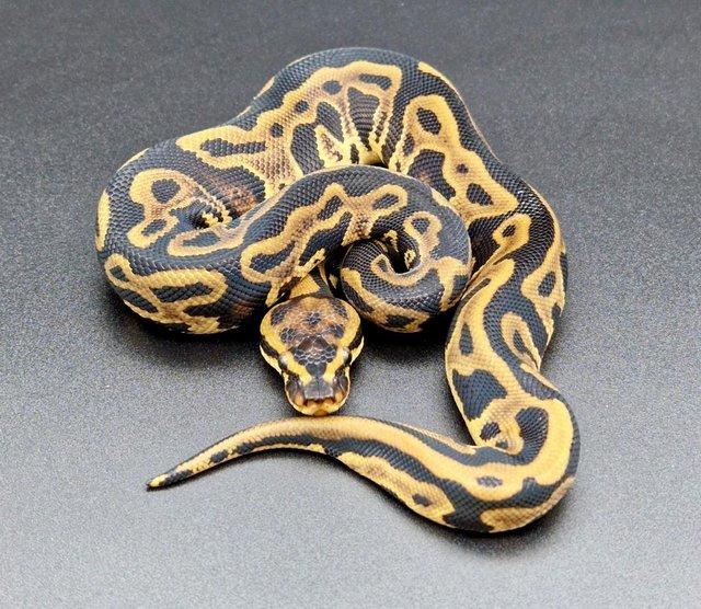 Preview of the first image of Leopard Yellow Belly Dbl Het Clown Pied M Ball Python 230101.