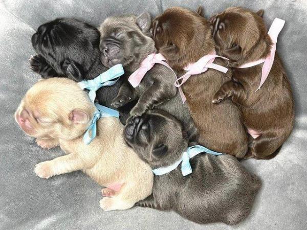 Image 3 of Kc pug puppies ( rare chocolate and blues )
