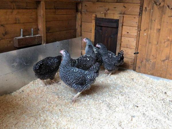 Image 69 of *POULTRY FOR SALE,EGGS,CHICKS,GROWERS,POL PULLETS*