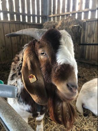 Image 2 of Pure Boer Billy Goat, 2 years old, proven