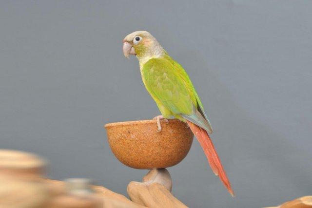 Image 3 of Baby pineapple Conure for sale,19
