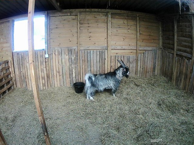 Preview of the first image of Male Pygmy Goat For Sale £200.