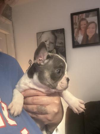 Image 4 of french bull dog puppy looking for her new home