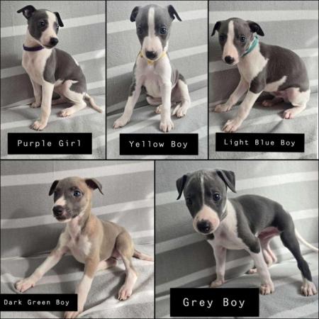 Image 1 of Beautiful whippet puppies