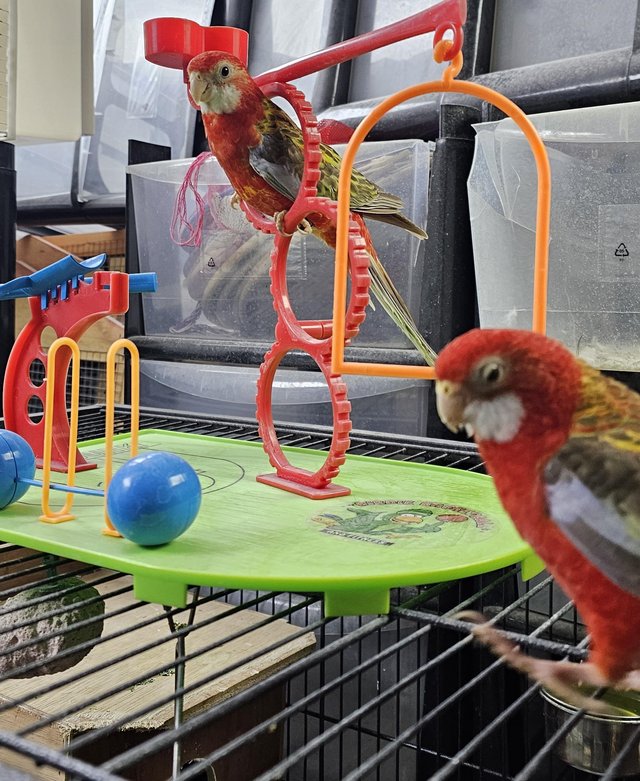 Preview of the first image of 3 Silly tame handreared rosellas for sale.
