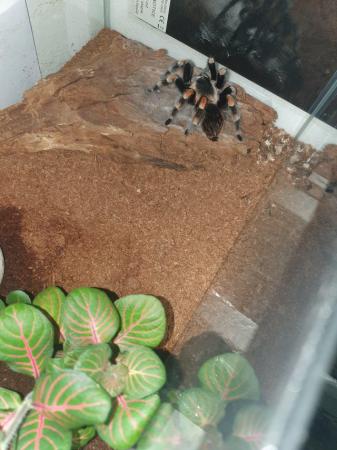 Image 6 of Mexican Red Knee (Brachypelma)