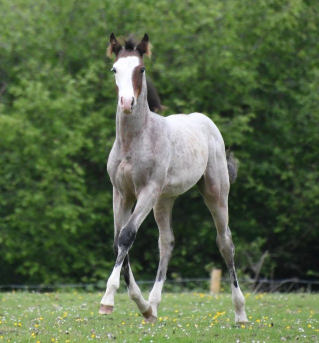 Preview of the first image of American Paint bay roan splash colt.