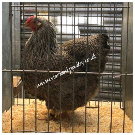 Image 52 of *POULTRY FOR SALE,EGGS,CHICKS,GROWERS,POL PULLETS*