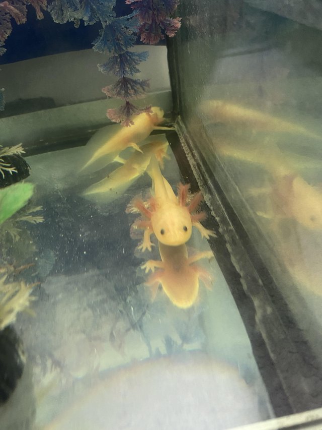 Preview of the first image of Baby Axolotls 14 weeks old.