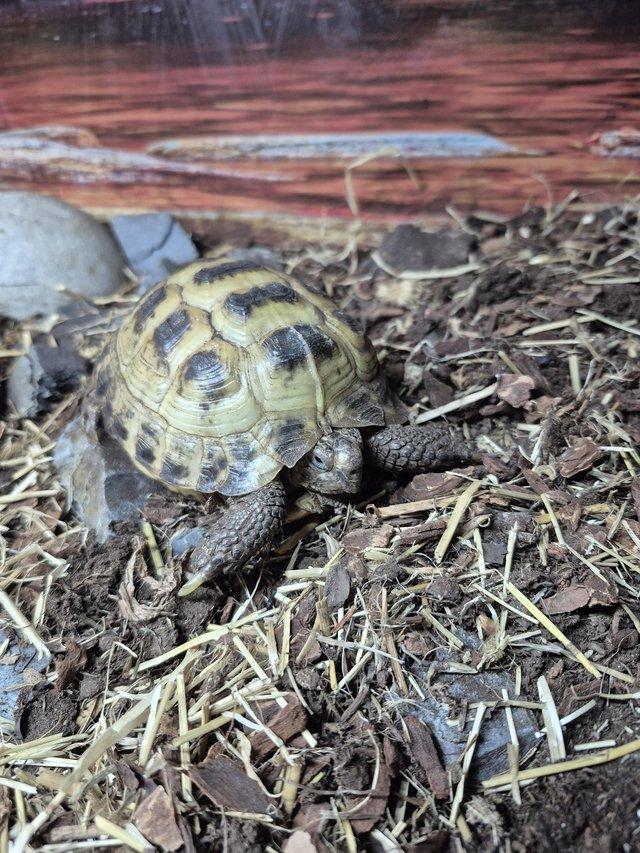 Horsefield tortoise for sale — Pets & Animals in Basildon