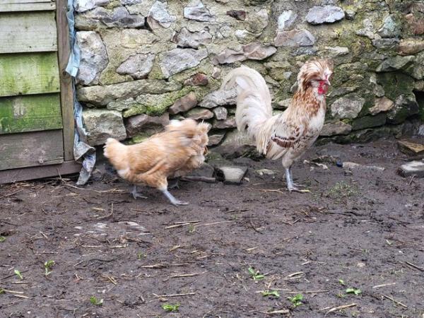 Image 2 of A trio of polish chickens