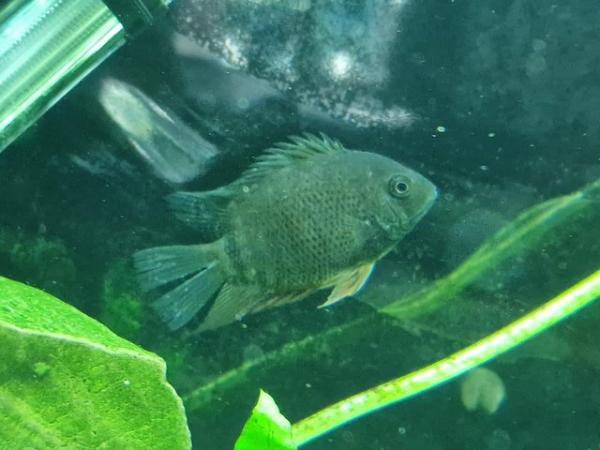 Image 4 of Green Neck SEVERUM Fish