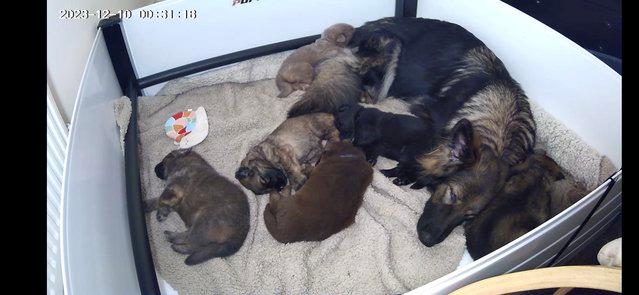 Image 9 of Sable Health Tested Straight Backed GSD Puppies