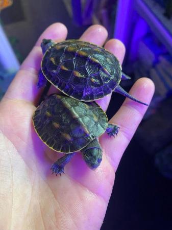 Image 11 of Turtles and Terrapins available…….