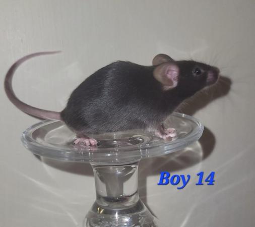 Image 21 of Beautiful friendly Baby mice - boys £2.50 great pets