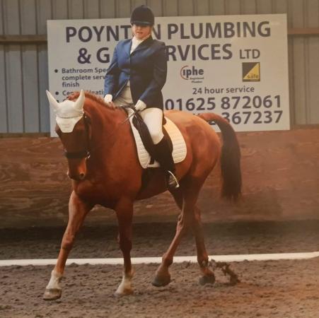 Image 30 of 17hh Irish sports horse gelding for part-loan