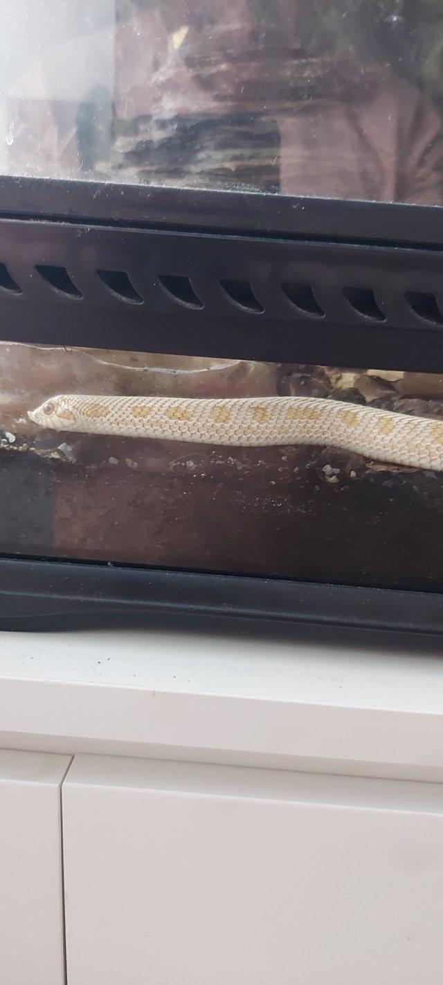 Preview of the first image of 2 hognose snakes, male a albino artic conda 3 years, female.