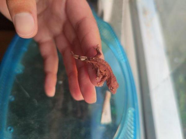 Image 3 of baby crested Geckos for sale..