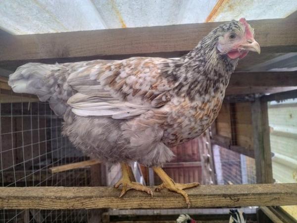 Image 3 of Egg Laying French Marans Hens