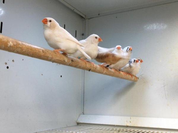 Image 4 of Zebra Finches For Sale Scunthorpe