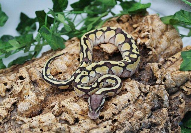 Preview of the first image of Cb23 Lesser Pastel het Desert Ghost Royal Python.