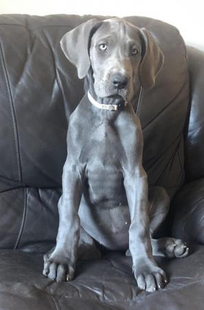 Image 1 of 3 GIRLS LEFT!12 Healthy Chunky Solid Blue Great Dane Puppies