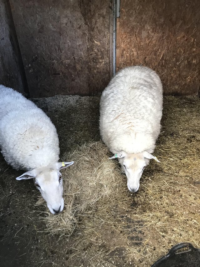 Preview of the first image of Two ewe sheep 3 yr old girls , come to call.