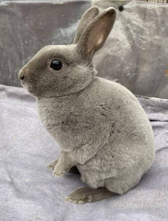 Image 4 of Lovely Young Blue Mini Rex Boy