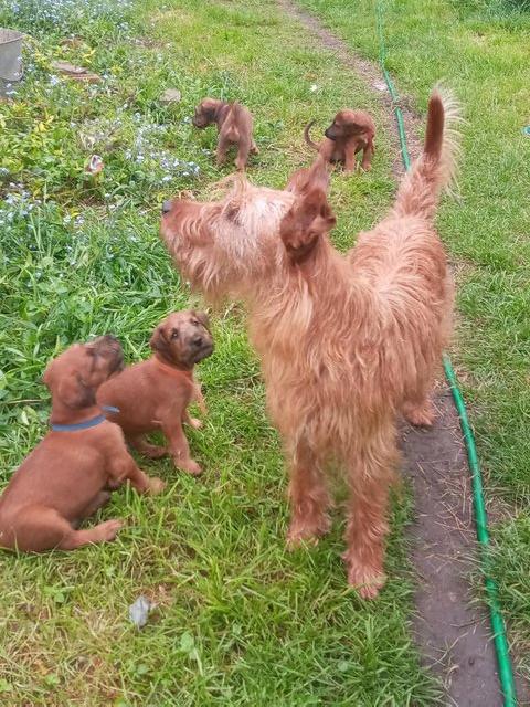 Preview of the first image of Gorgeous Irish Terrier puppies.