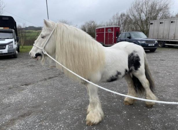 Image 1 of 12 hh stunning cob gelding for sale